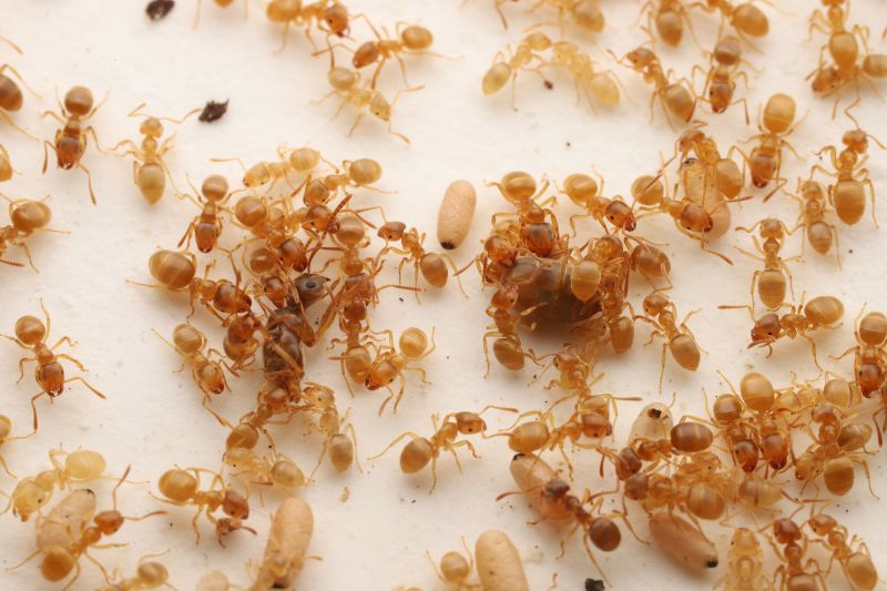 Parasitic ant queen chemically manipulates workers into killing their mother