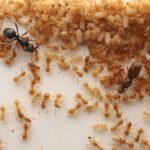 Проведение свадьбы — советы по выбору места и организации