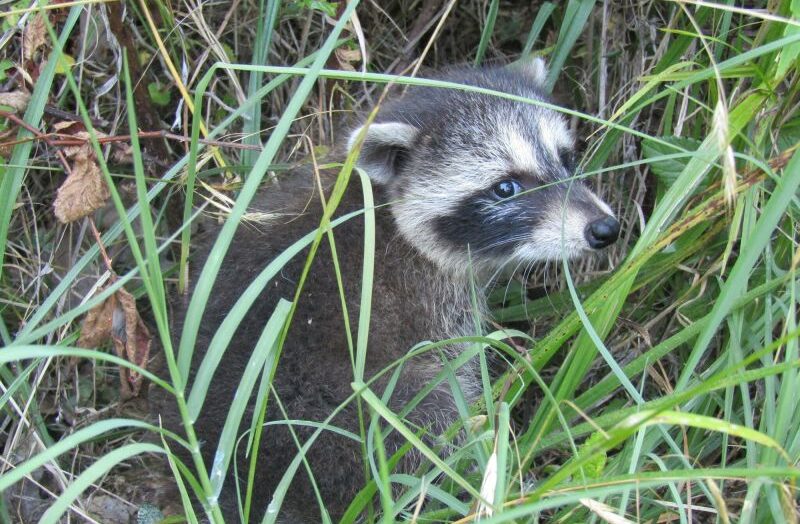 У енотов неисчерпаемый запас городских мусора. Новые данные указывают на то, что это может обеспечить их одомашнивание.