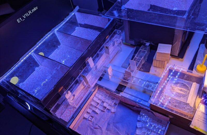 Ученые теперь знают, что пчелы могут определять время, что впервые наблюдается у насекомых.