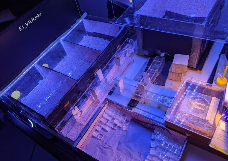 Ученые теперь знают, что пчелы могут определять время, что впервые наблюдается у насекомых.