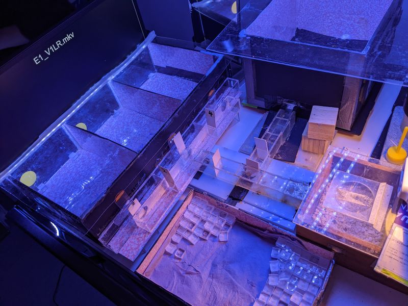 пчелы могут определять время, что впервые наблюдается у насекомых