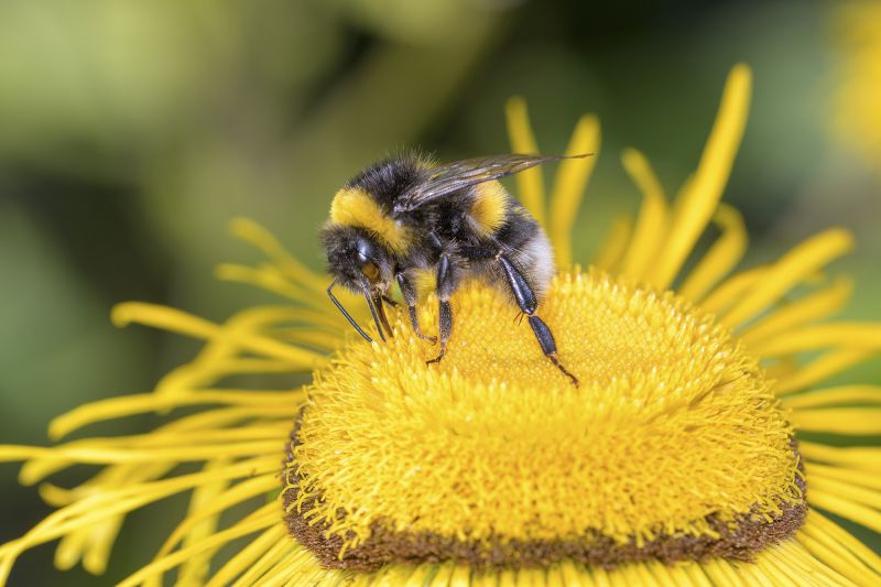 Scientists now know that bees can process time, a first in insects