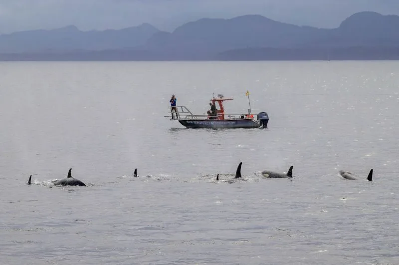 steller-quest-with-killer-whales-trites-7524-ubc-hakai-dal-izw-9040247