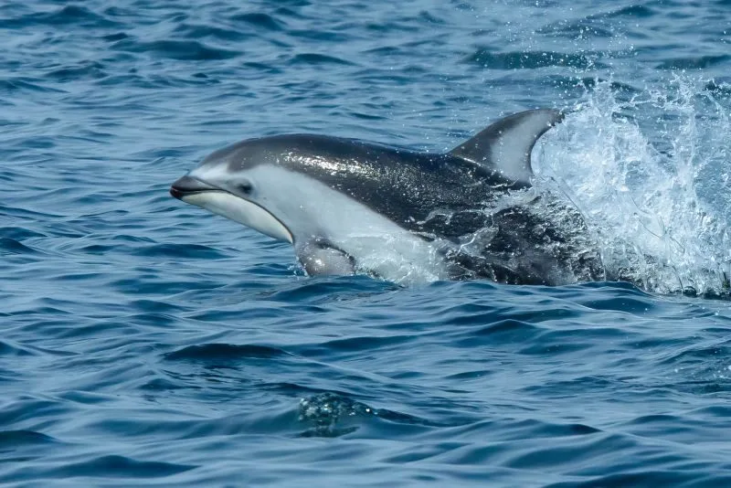 still-image-of-dolphin-trites-7389-ubc-hakai-dal-izw-9100723
