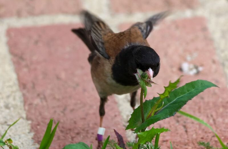 Птицы в колледже изменили форму ключа во время пандемии. Это может быть остановлено