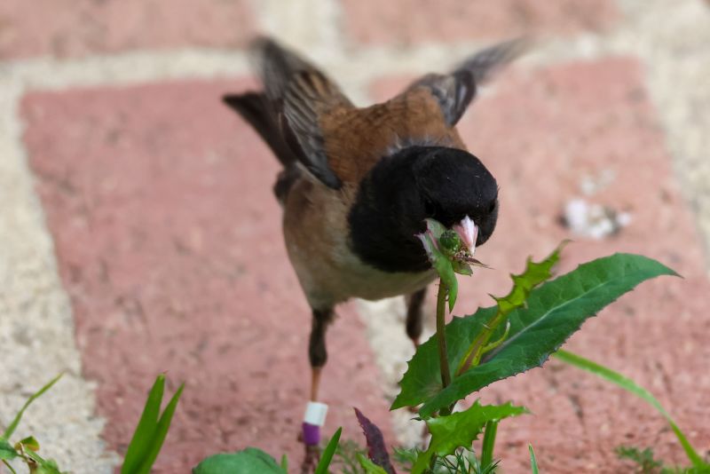 birds-at-a-college-changed-beak-shapes-during-the-pandemic-it-might-be-a-case-of-rapid-evolution-2a76285-2877301-jpg