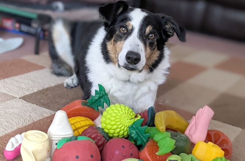 Некоторые сверхумные собаки могут усваивать новые слова, просто подслушивая