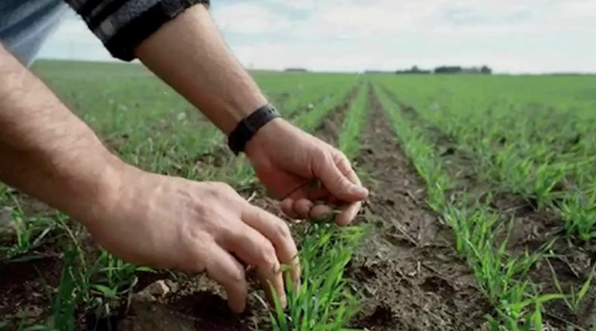 Внекорневые удобрения - цифровые технологии и оптимизация агропроизводства