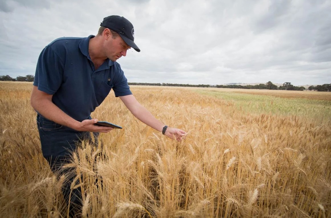 Внекорневые удобрения - цифровые технологии и оптимизация агропроизводства