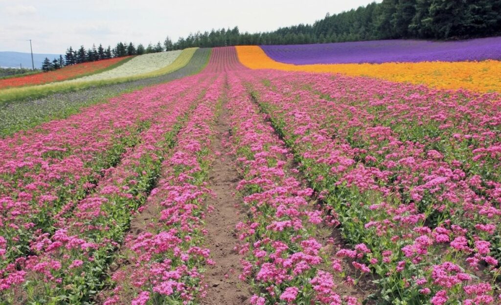 Внекорневые удобрения - цифровые технологии и оптимизация агропроизводства