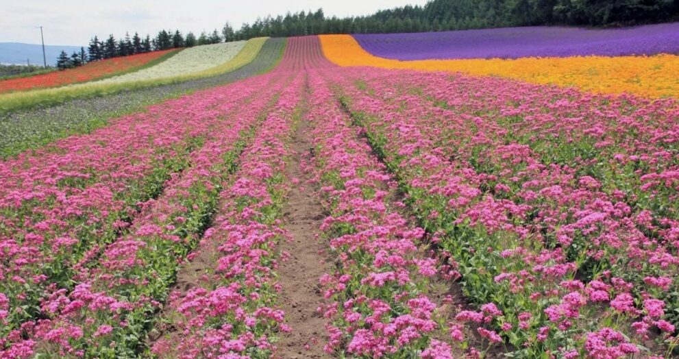 Внекорневые удобрения - цифровые технологии и оптимизация агропроизводства