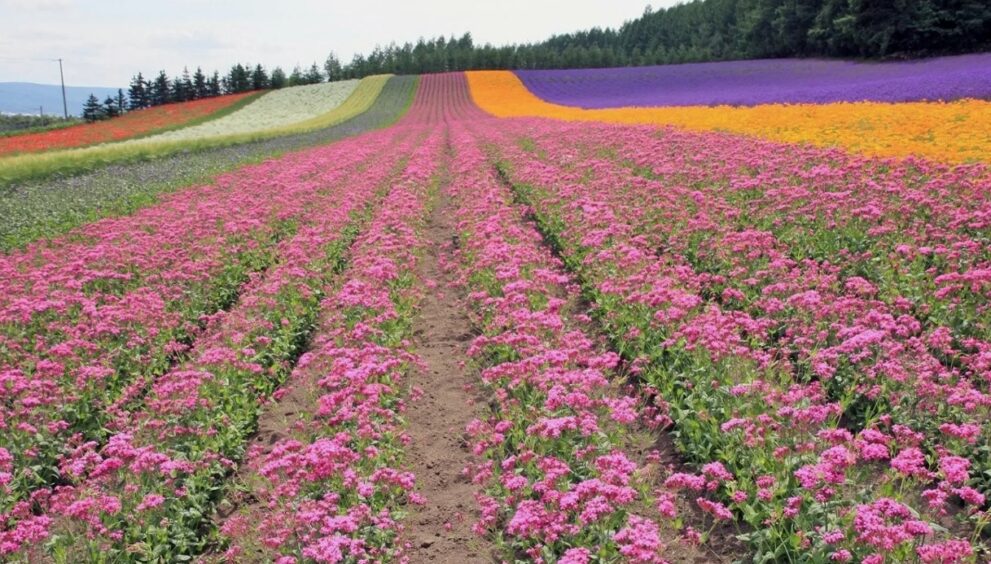 Внекорневые удобрения - цифровые технологии и оптимизация агропроизводства