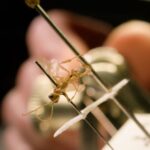 Дэвид Аттенборо — исполнилось 100 лет, и в его честь был назван недавно обнаруженный вид.