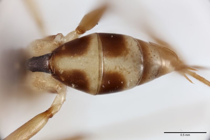 wasp-head-shot-2-trustees-of-the-natural-history-museum-2377256