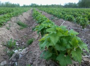 Смородина в народной медицине и кулинарии - необычные способы применения
