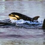 Ученые обнаружили безглазую пещерную рыбу в Алабаме и назвали ее в честь монстра из «Очень странных дел».